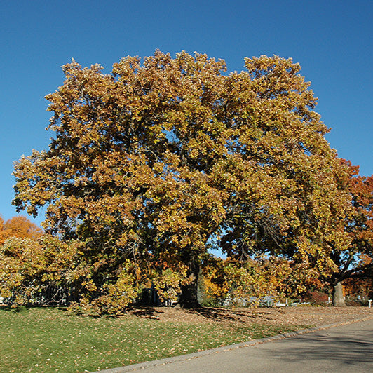 Bur Oak