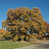 Bur Oak