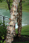 Heritage River Birch (Multistem)