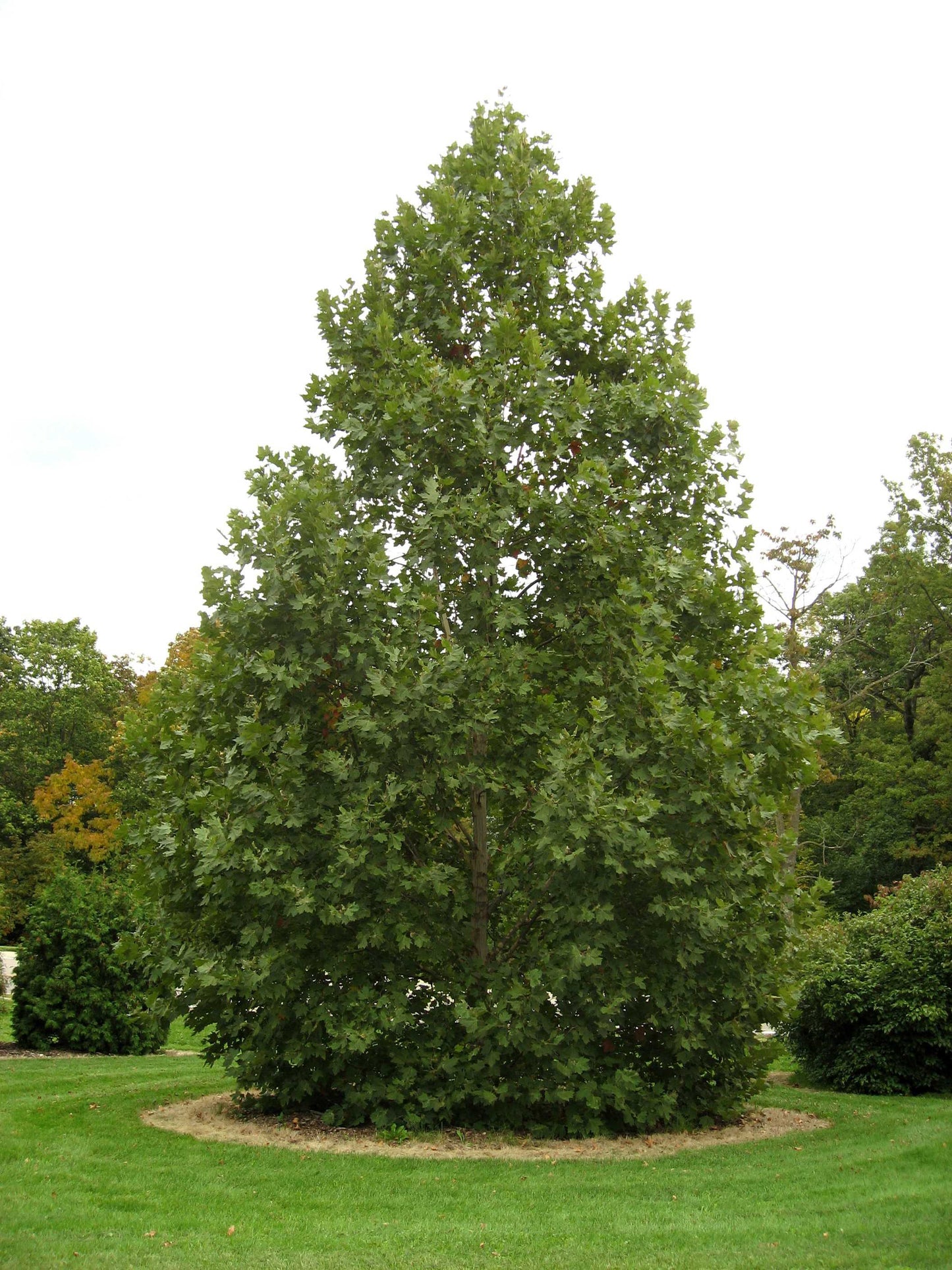 Exclamation! London Planetree