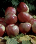 Zestar Apple (Dwarf)