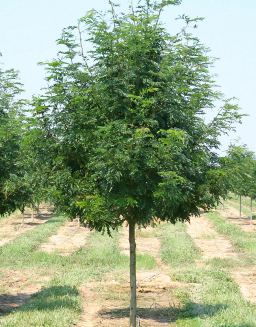 Skyline Honeylocust