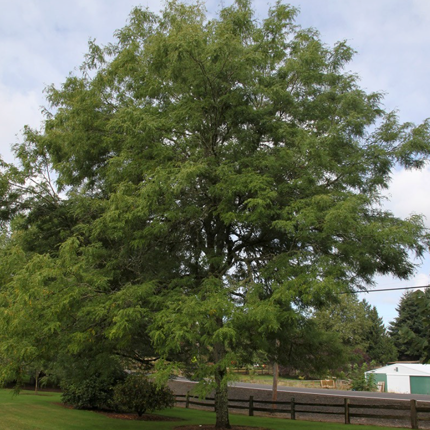 Skyline Honeylocust