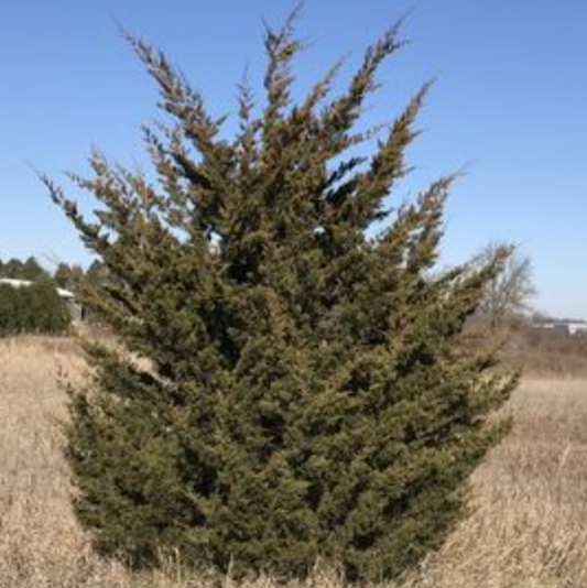 Eastern Red Cedar