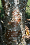 Yellow Birch