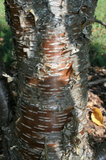 Yellow Birch