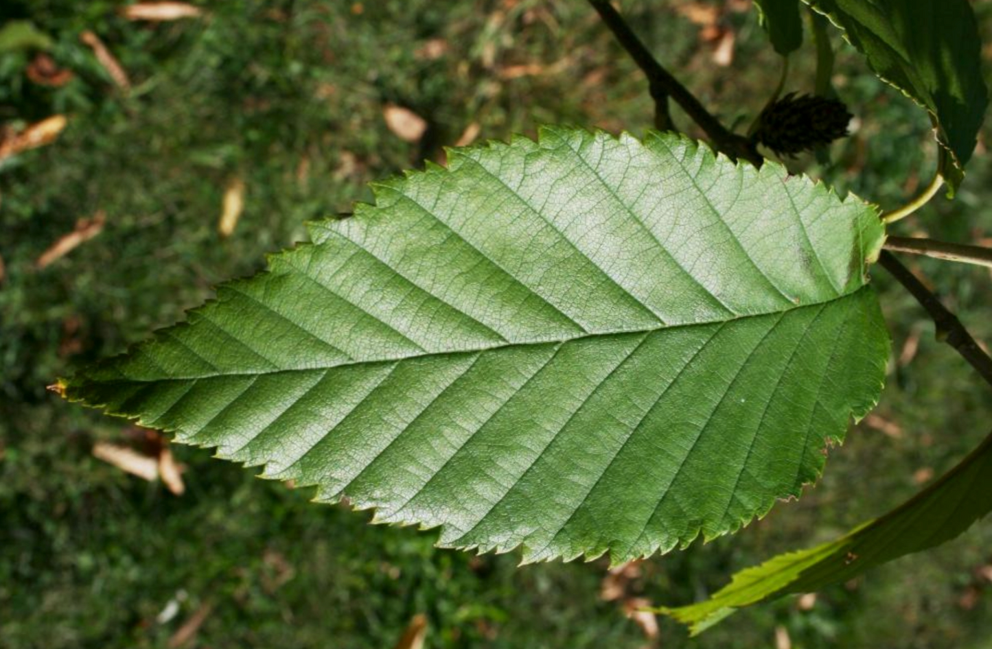 Yellow Birch