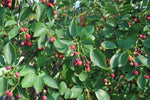 Apple Serviceberry