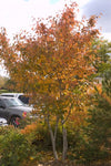 Apple Serviceberry