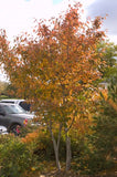 Apple Serviceberry