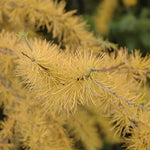 Tamarack
