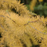 Tamarack