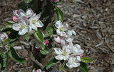 Zestar Apple (Dwarf)