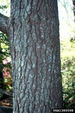 Eastern White Pine
