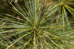 Eastern White Pine