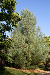 Eastern White Pine