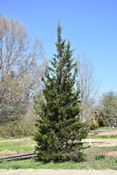 Eastern Red Cedar