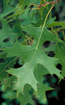 Northern Pin Oak