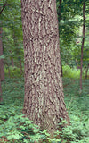 Northern Pin Oak