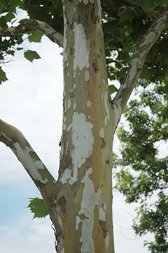 Exclamation! London Planetree