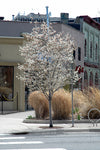 Apple Serviceberry