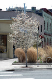 Apple Serviceberry